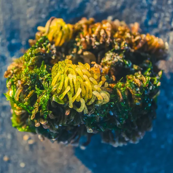 Tahta bir masada taze yeşil yosun.