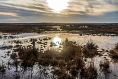 Ağaçların arka planında yansıması olan bir göl manzarası