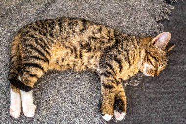 Sevimli kedi kanepede uyuyor.