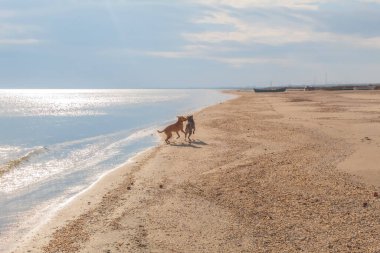 Köpek gün batımında kumsalda koşuyor..