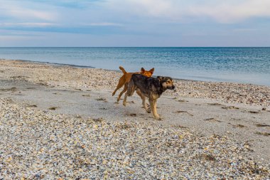 Açık denizde, sahilde iki köpek