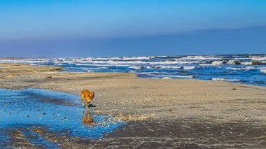 Köpek sahilde yürüyor.