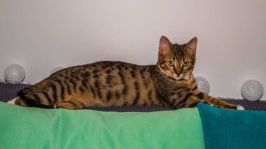 Tekir kedi kanepede yatıyor.