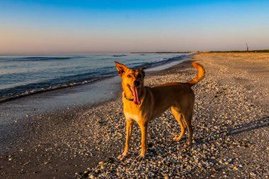 Doberman 'ın sahildeki köpek cinsi.
