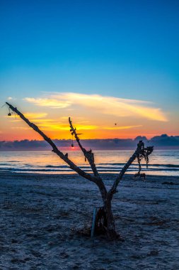 Gün batımındaki güzel ağacın alçak açılı görüntüsü.