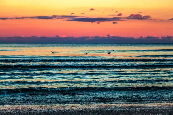 Gün batımında martılar denizin üzerinde uçuyor..
