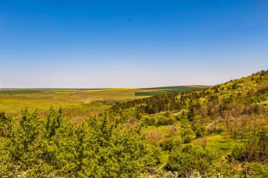Ağaçlar ve mavi gökyüzü olan güzel bir manzara.