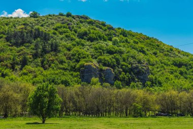 Ormanın güzel manzarası