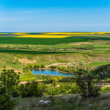 spring landscape of the field with a blooming flower
