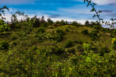 Ağaçları ve yeşil otları olan güzel bir manzara.