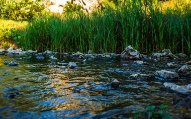 river and stones in the forest in the evening