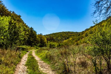 Ormanın güzel manzarası