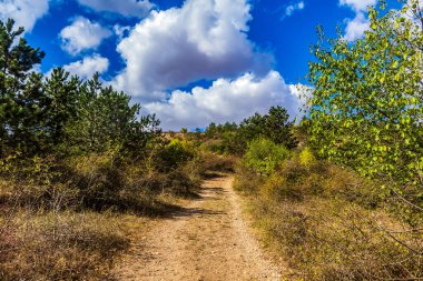 Ormanda güzel bir yol manzarası.