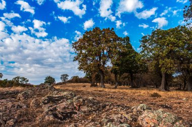 Tarladaki güzel bir ağaç manzarası