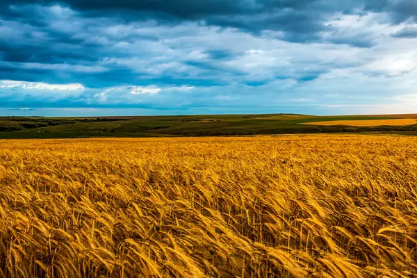 Tarlada güzel bir gün batımı