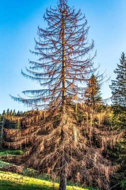 Ormanın güzel manzarası