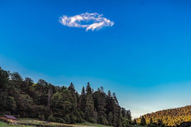 Landscapes - Forest - Europe, Romania