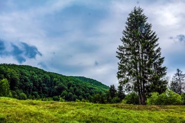 a vertical shot of a tree surrounded by mountains and cloudy sky