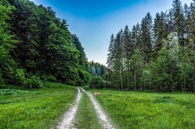 Dağlardaki yeşil orman