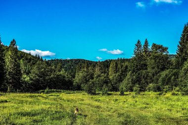Ormanda bir ağacı olan güzel bir manzara.