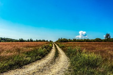 Ormanda güzel bir yol manzarası.