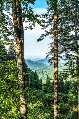 beautiful forest and mountains in the morning.
