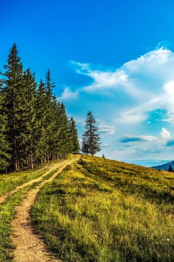 Ormanın güzel manzarası