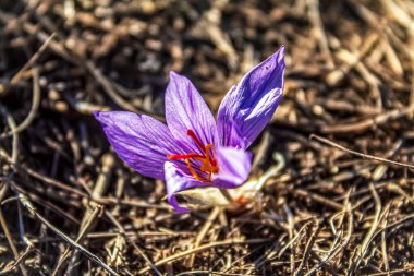 crocus crocus flower in the mountains