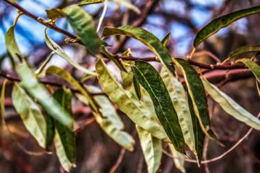 bir ağacın yeşil yaprakları
