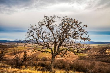 beautiful autumn scenery with tree and mountain in background