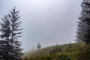 Ağaçlar ve ormanlarla dolu güzel sonbahar manzarası