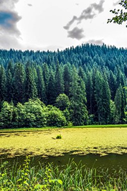 Göl ve ağaçlarla dolu güzel bir manzara