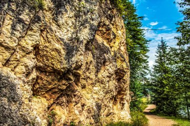 a rocky mountain trail through a forest