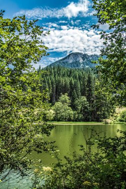 Ormanın güzel manzarası
