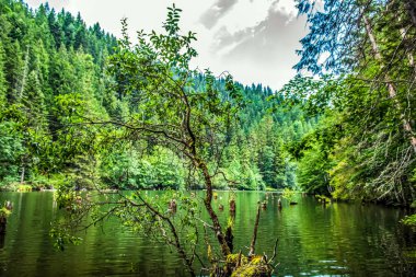 a beautiful shot of a lake in the middle of a lake surrounded by trees in a forest