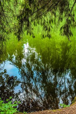 Ormandaki güzel göl