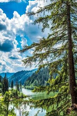 a beautiful shot of lake in the middle of green forest