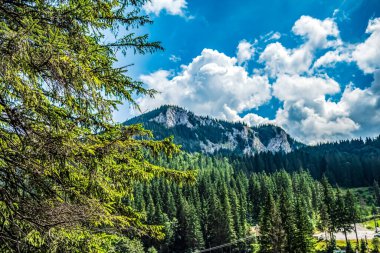 mountain forest on the background of the blue sky