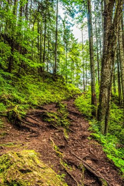 forest in the mountains of the carpathian, ukraine in the summer