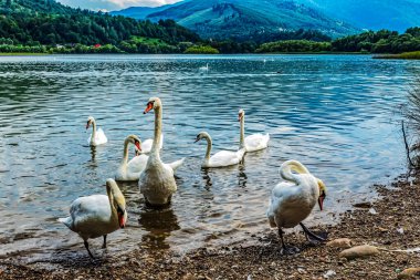 a flock of geese on the lake in the mountains