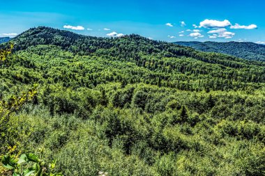 Karpat Dağları 'ndaki Yeşil Orman
