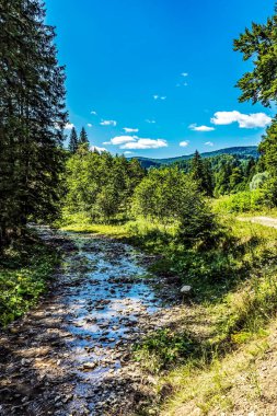 a vertical shot of a green field and a forest