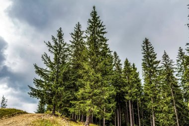 Ormanın güzel manzarası