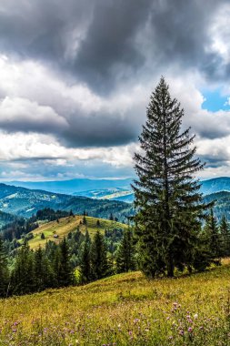 a view of a green mountain forest in the carpathians in the mountains