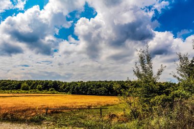 landscape of the fields of the wheat