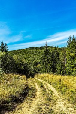 Dağlardaki bir orman yolunun güzel bir görüntüsü.
