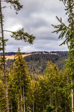 beautiful view from the top of the carpathian mountains