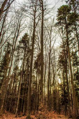 Sonbahar ormanındaki ağaçlar.