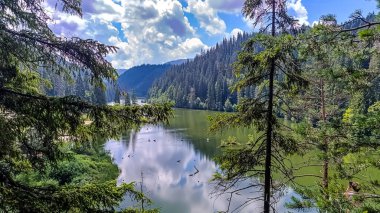 Ormandaki bir göl manzarası