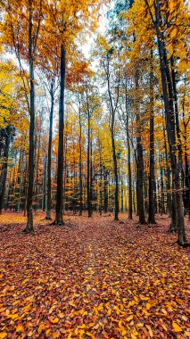 Renkli ağaçlar ve yapraklarla dolu sonbahar ormanı